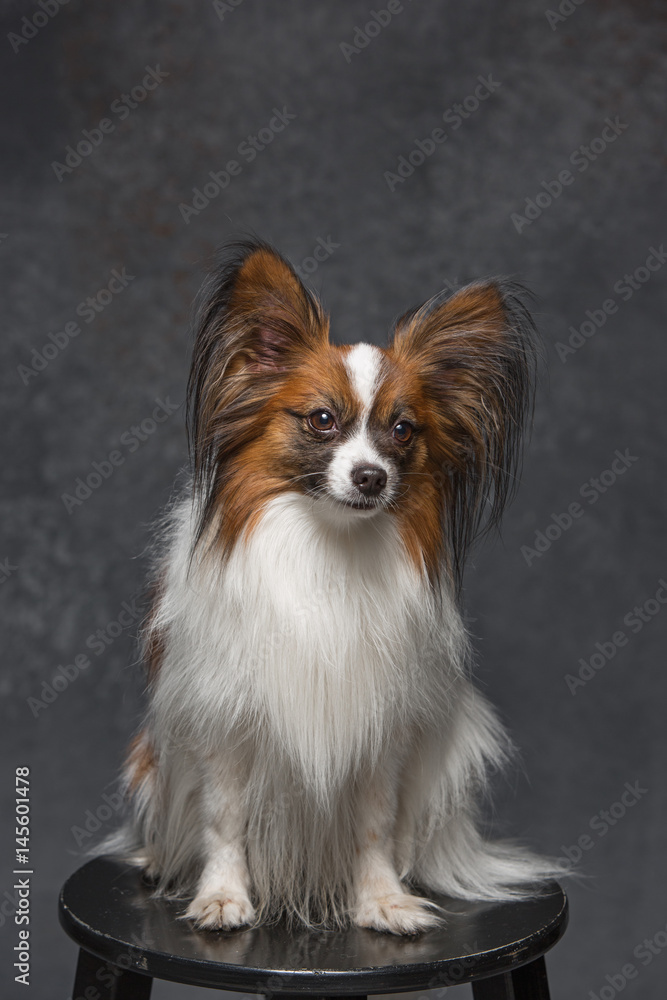 Studio portrait of a small yawning puppy Papillon Studio portrait of a small yawning puppy Papillon