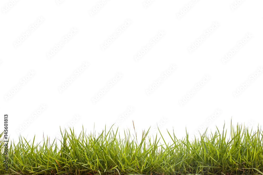 Fototapeta premium green grass on white background