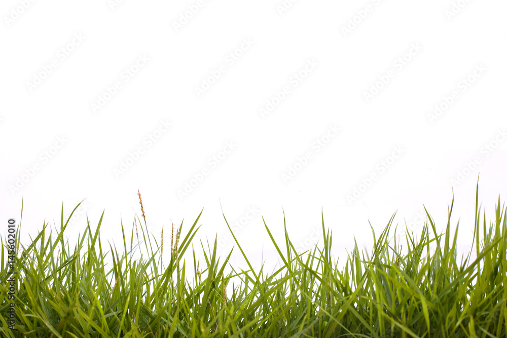 green grass on white background green grass on white background