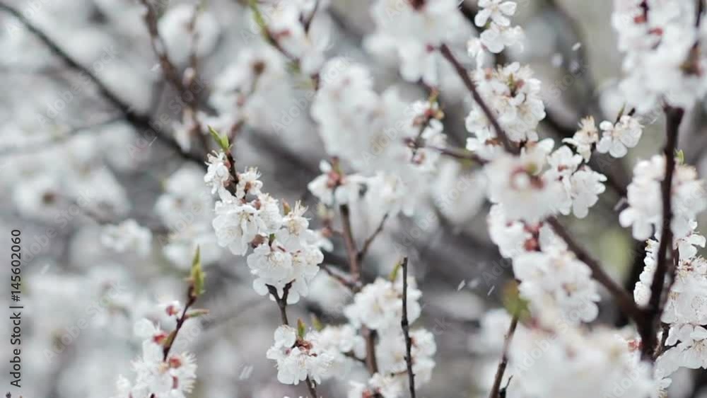 Blooming fruit tree and snowfall at spring. Apricot white flowers close up and falling snow on background. Unusual cold weather and bad harvest concept Blooming fruit tree and snowfall at spring. Apricot white flowers close up and falling snow on background. Unusual cold weather and bad harvest concept