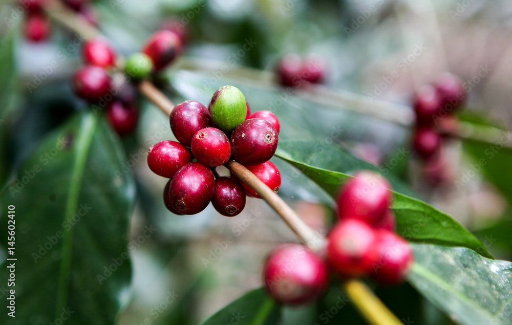 A detail of coffee cherries on a tree captured near the city of Piura, region called Jijili. In the north of Peru, 2011. A detail of coffee cherries on a tree captured near the city of Piura, region called Jijili. In the north of Peru, 2011.