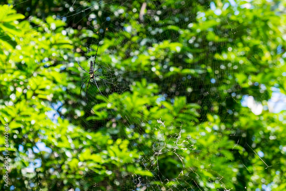 Spider on cobweb Spider on cobweb