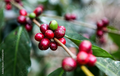 A detail of coffee cherries on a tree captured near the city of Piura, region called Jijili. In the north of Peru, 2011.