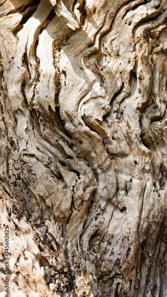 Macro detail of olive trees, typical Mediterranean tree Macro detail of olive trees, typical Mediterranean tree