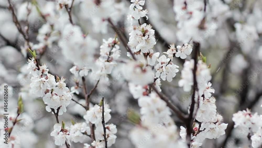 Snow in blooming fruit garden. Sliding shot. Blurred background, selective focus technique is used. Blossom of garden tree and snowfall at spring. Apricot white flowers close up and snowflakes. Snow in blooming fruit garden. Sliding shot. Blurred background, selective focus technique is used. Blossom of garden tree and snowfall at spring. Apricot white flowers close up and snowflakes.