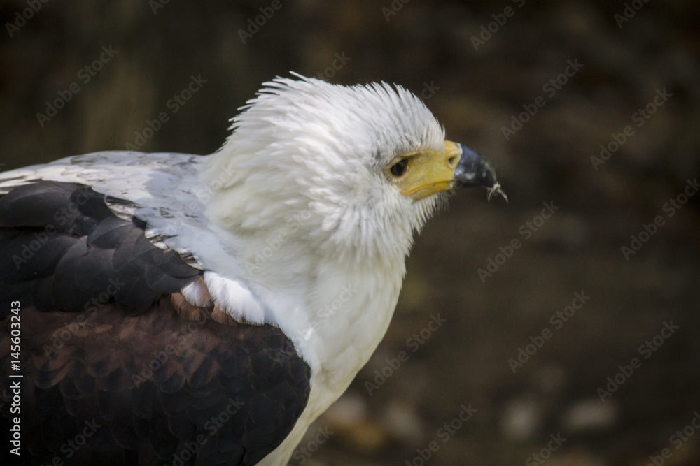 Fototapeta premium Águila