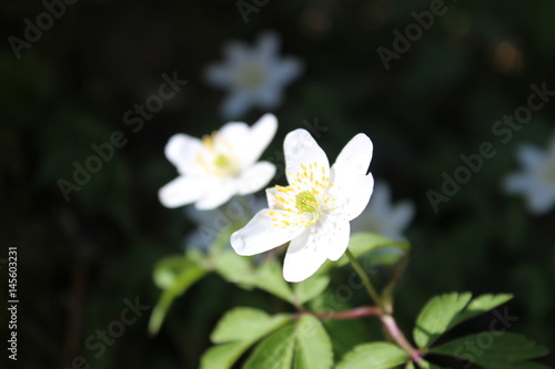 Spring nature