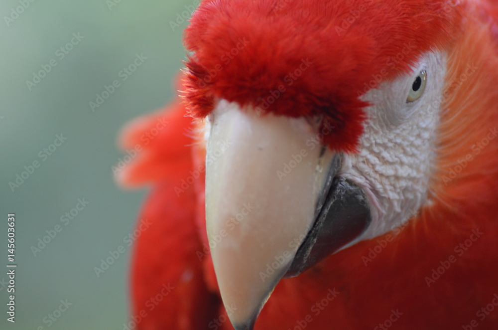Pappagallo Cacatua Rosso Ara rosso dalle ali verdi Stock Photo | Adobe Stock