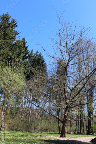 Spring nature