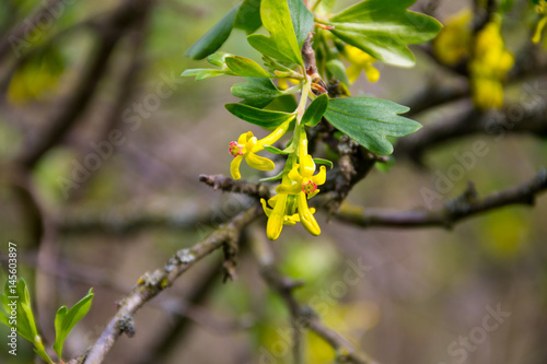 Yellow blossom of currant in garden