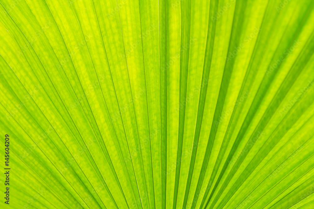 green palm Leaf Texture Background green palm Leaf Texture Background