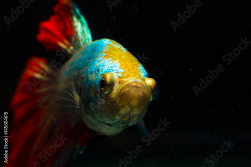 Fighting fish photo