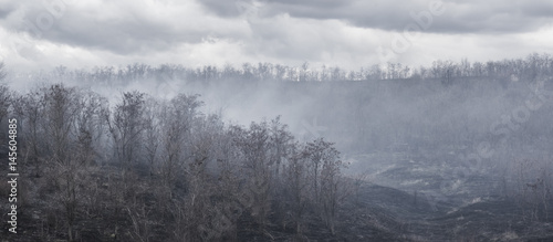 Black charred trees and grass in the smoke after the fire in the valley the gloomy clouds background. © okrip