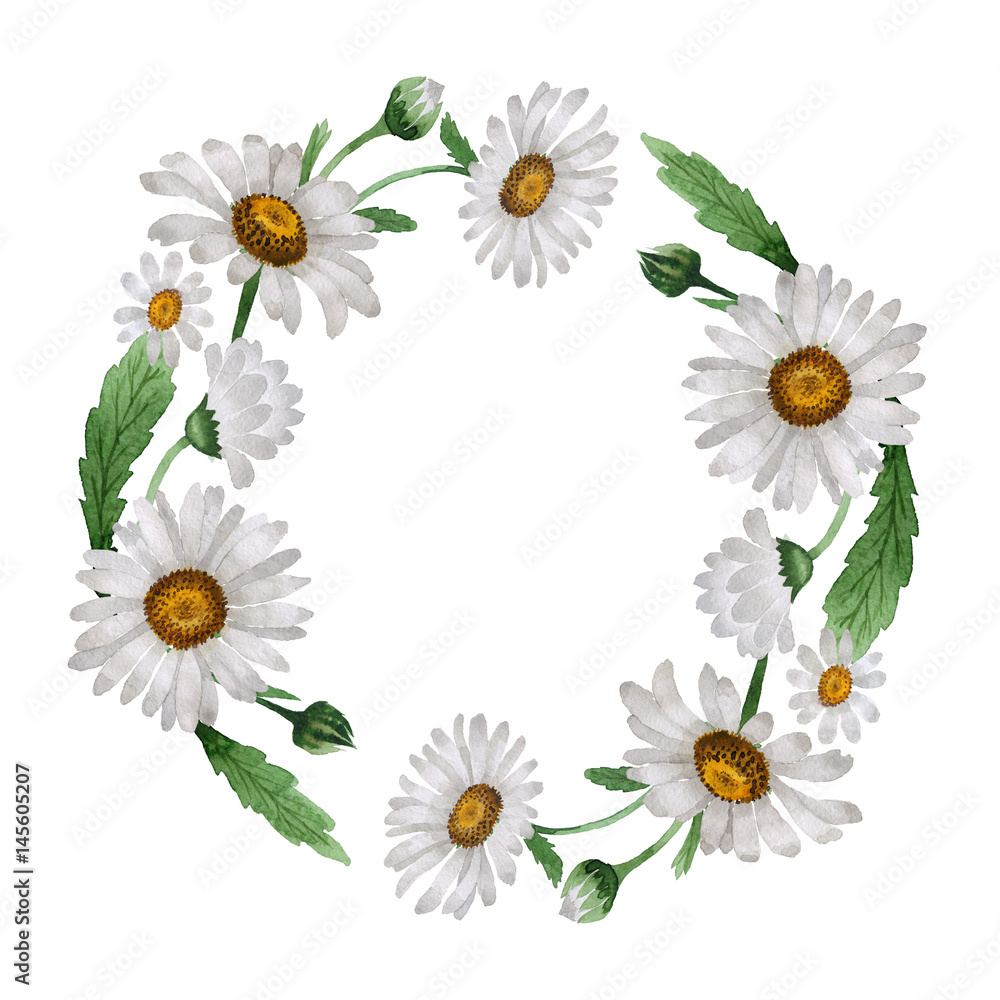 Fototapeta premium Wildflower chamomile flower wreath in a watercolor style isolated.