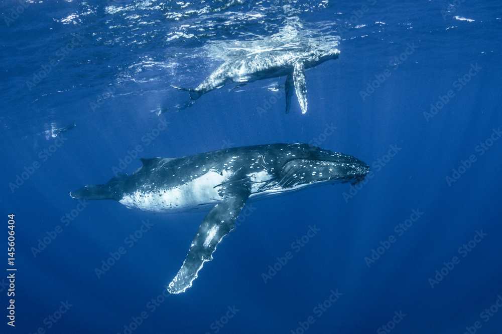 Humpback whale, large animals, marine life, marine mamals, Megaptera  novaeangliae, ocean, Pacific Ocean, sea, South Pacific, Tonga, underwater,  underwater photography, water, whale, Stock Photo | Adobe Stock