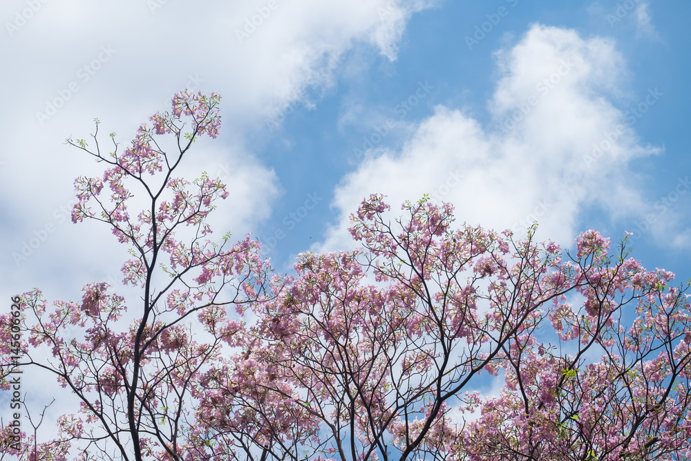 Pink wild Himalayan Cherry flower with bright blue sky and cloud background in sunshine day. Thai sakura blooming summer in Thailand.