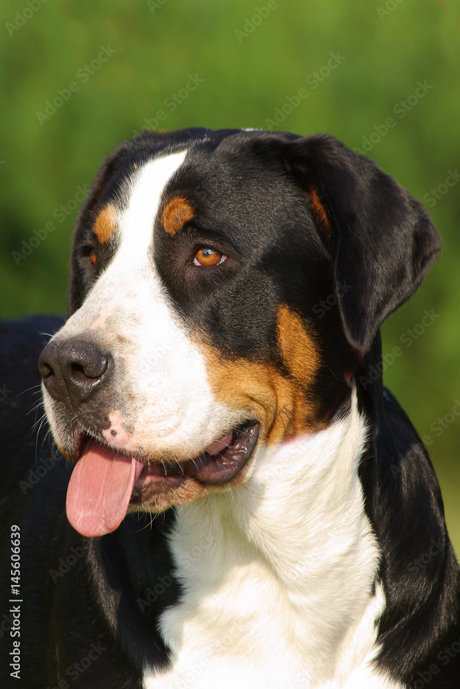 Portrait of Swiss Mountain Dog