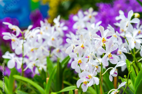 white and purple dot orchid in garden outdoor background