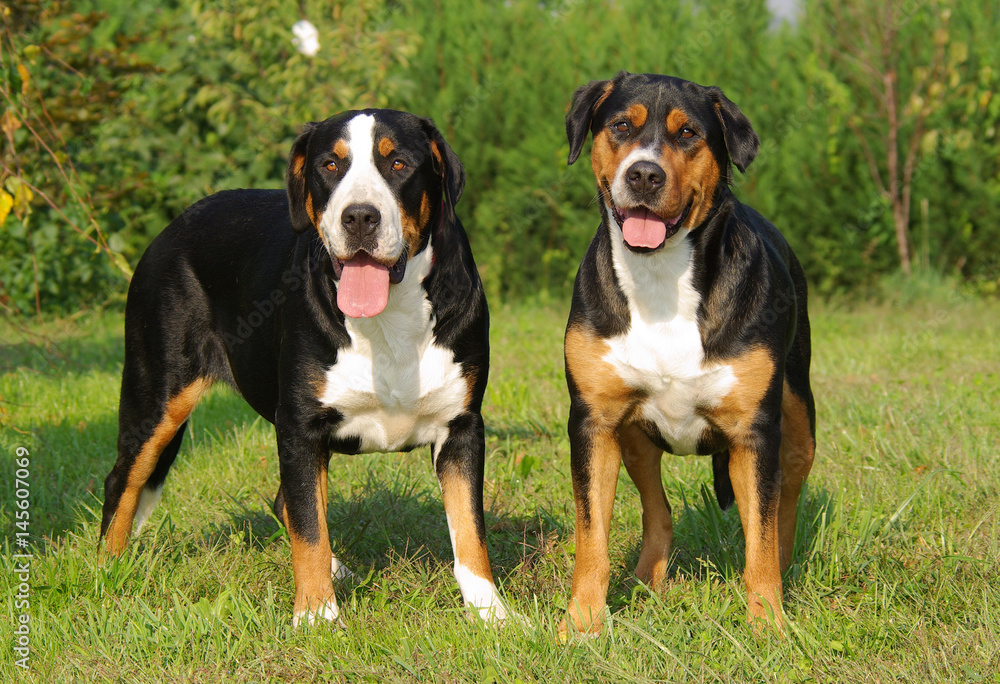 Portrait of Swiss Mountain Dog