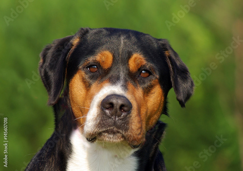 Portrait of Swiss Mountain Dog