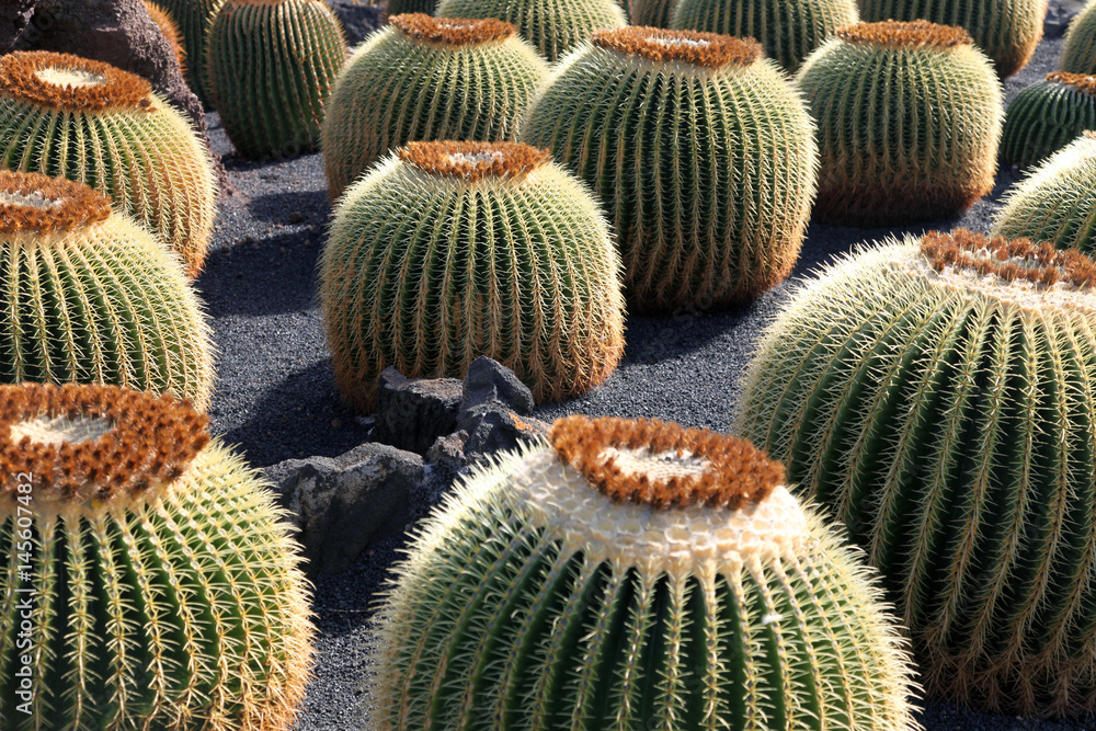 echinocactus grusonii echinocactus grusonii