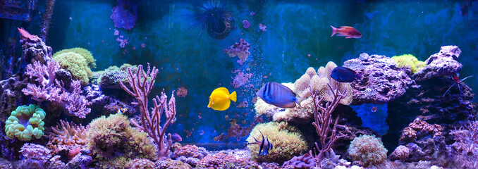 Fototapete Unterwasser Meerwasseraquarium mit Korallen und Riffbewohnern  © taylon