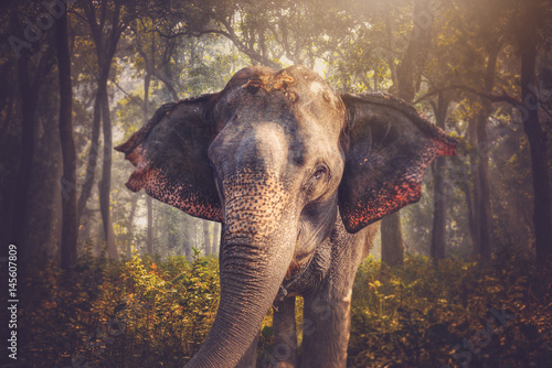 Canvas Print elephants in Chitwan