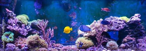 Obraz Zbiornik rafy, akwarium morskie. Niebieskie akwarium pełne roślin. Zbiornik wypełniony wodą do trzymania żywych podwodnych zwierząt. Gorgonaria, Sea Fan. Clavularia. Zoanthus. Zebra apogon. Zebrasoma. Percula