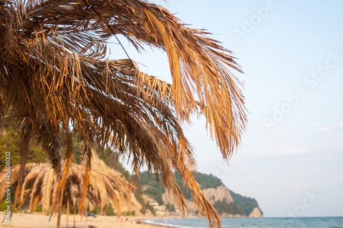 Palm leaves on the beach with a hot summer sunny day