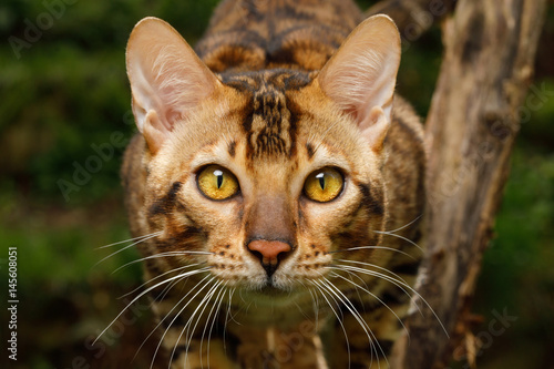 Fototapeta Naklejka Na Ścianę i Meble -  Portrait of Bengal Cat outdoor, Stare in camera on Nature background