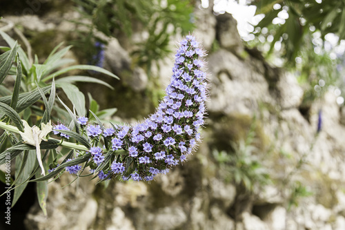 Long blue flower photo