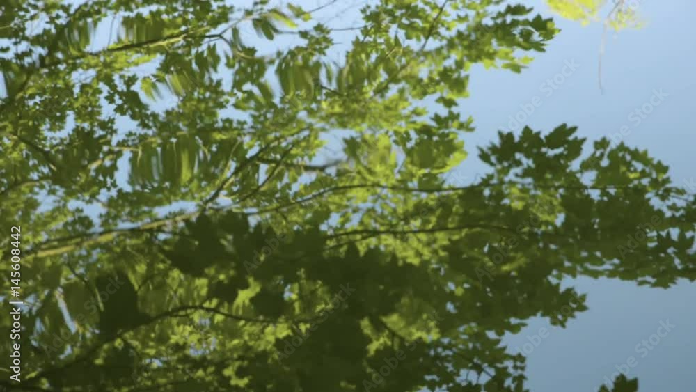 Tree branches reflected in the water of a pond Tree branches reflected in the water of a pond
