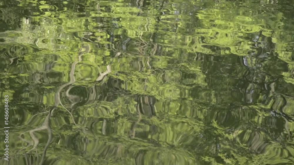 Tree branches reflected in the water of a pond Tree branches reflected in the water of a pond