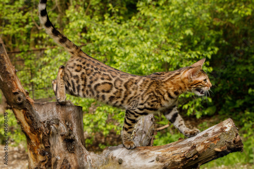 Bengal Cat Hunting outdoor, on branch tree, Nature green background © seregraff