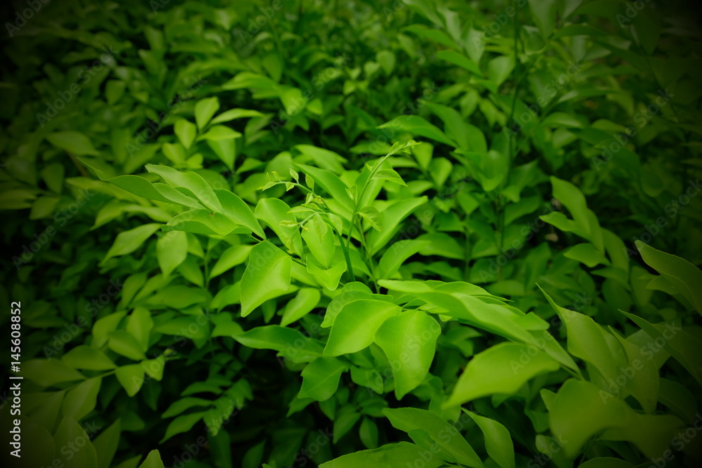 Murraya paniculata Murraya paniculata