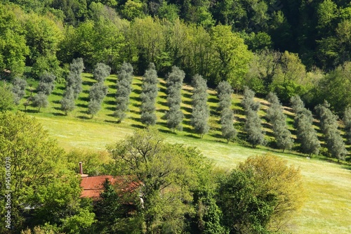 San Gregorio da Sassola: filare di ulivi photo