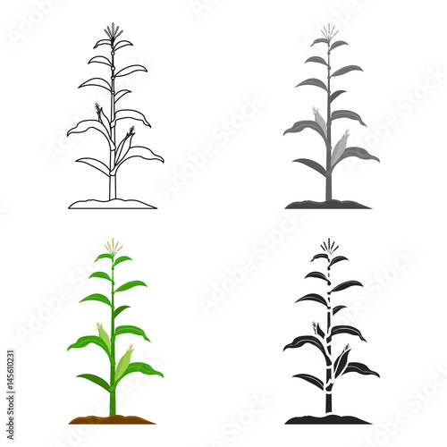 Corn icon cartoon. Single plant icon from the big farm, garden, agriculture cartoon.