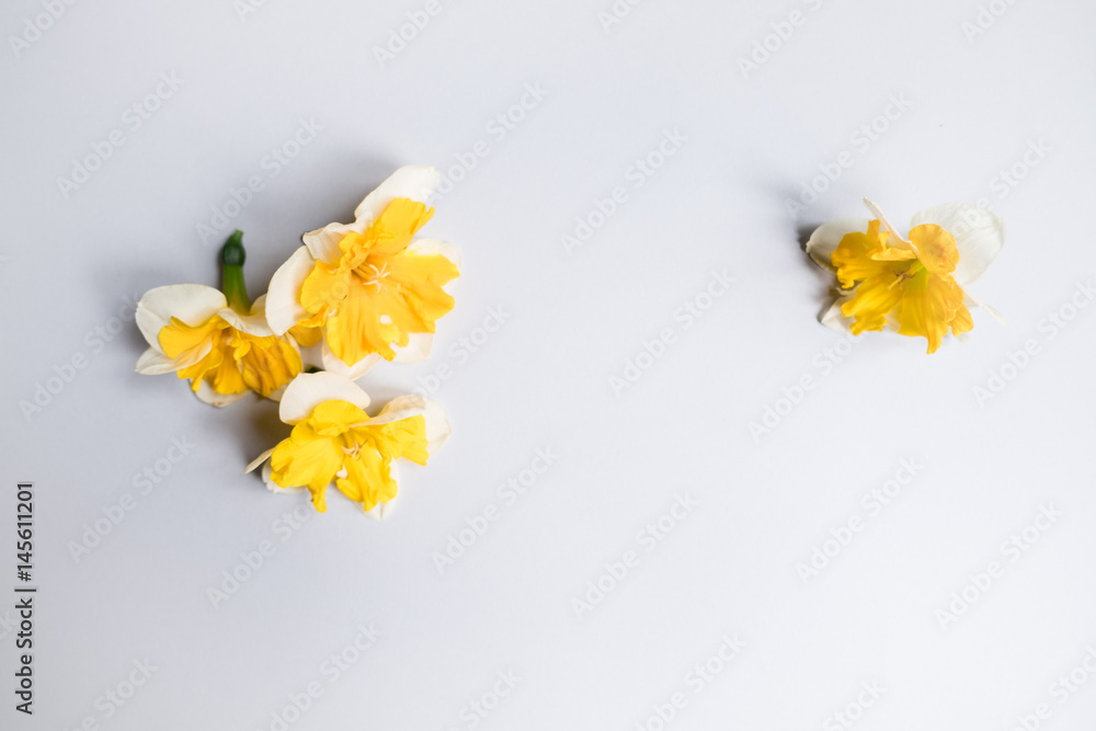 Fototapeta premium Beautiful daffodil on white background