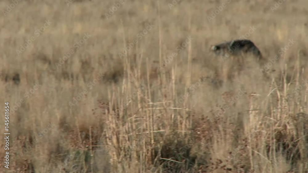 coyote moving through the grasses looking for a meal coyote moving through the grasses looking for a meal