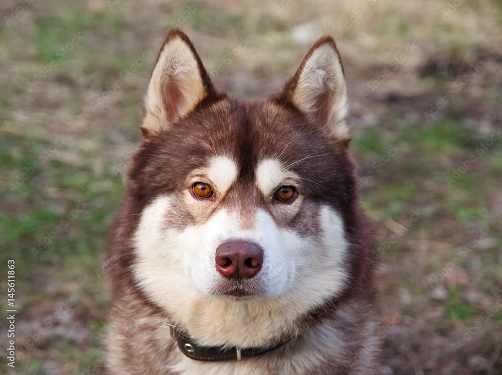 Portrait of a brown husky in the spring
