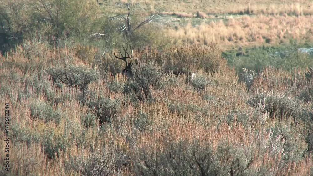 Mule deer moving through the sage brush Mule deer moving through the sage brush