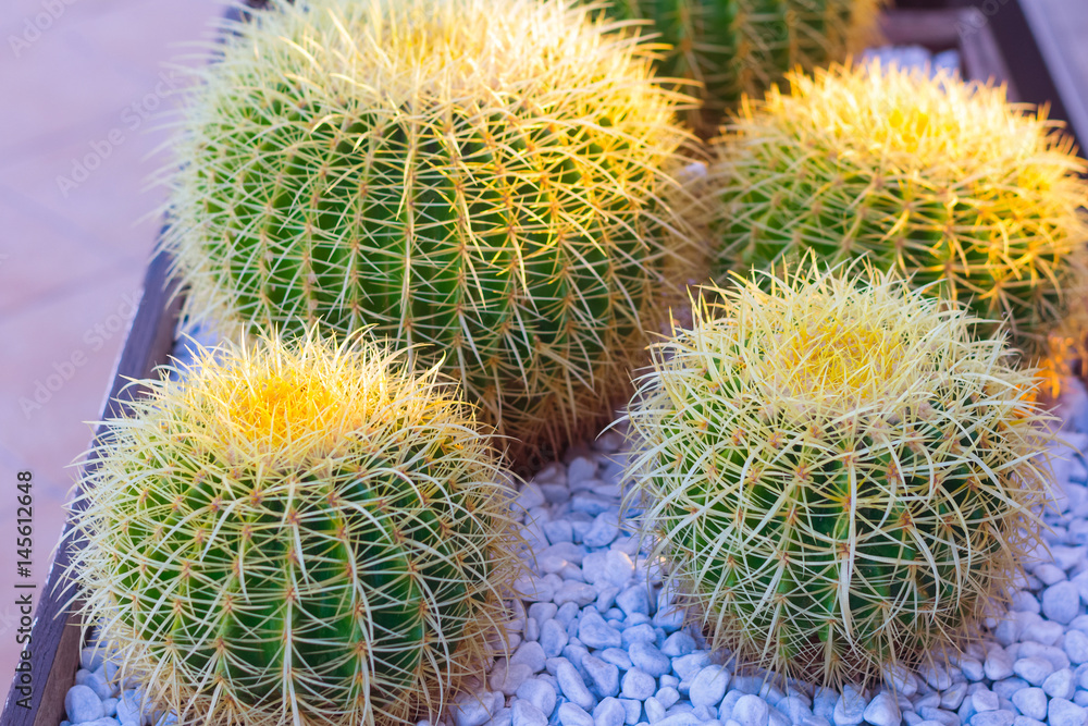 Golden barrel cactus with flower buds at the top at the sunset growing in rock. Desert plant close up. Natural green background Golden barrel cactus with flower buds at the top at the sunset growing in rock. Desert plant close up. Natural green background