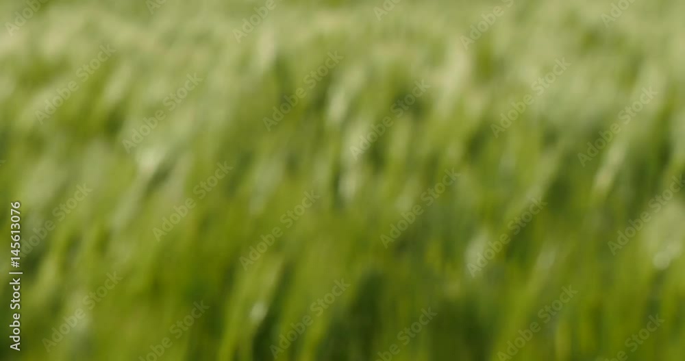 Background of Green barley blowing on a field. Background of Green barley blowing on a field.