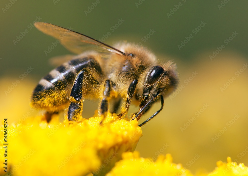 bee or honeybee in Latin Apis Mellifera bee or honeybee in Latin Apis Mellifera