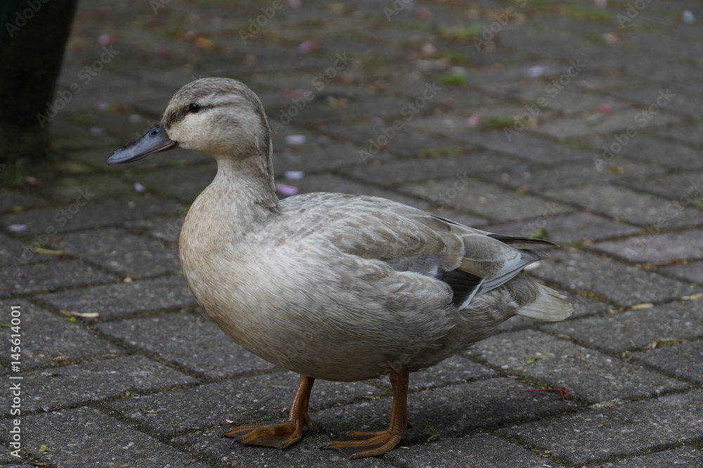 Obraz premium Ente
