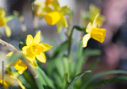 Fototapeta Naklejka Na Ścianę i Meble -  Osterglocke auf einer Wiese mit verschwommenem Hintergrund