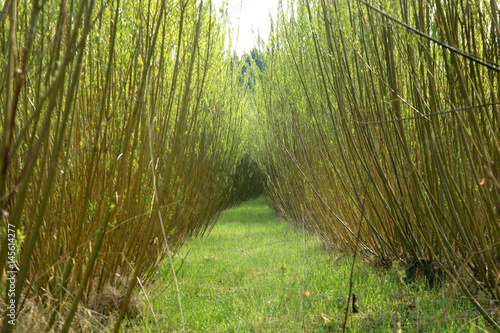 Plantation energy of willow (salix) plants grown by spring sunrise
