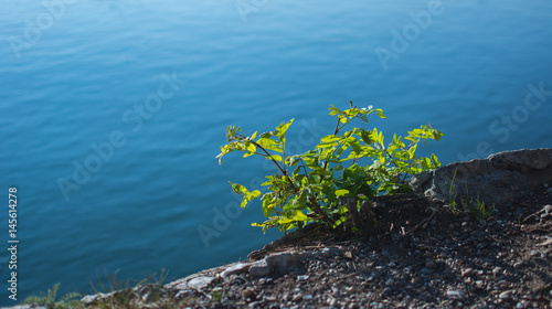 Pflanze am Wasser bei einem Stein direkt am Fluss
