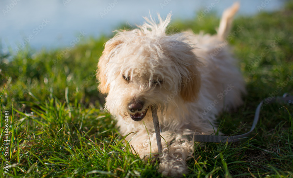 Kleiner süsser Hund steht auf saftig grüner Wiese und die Sonne scheint hell mit Flusspromenade im Hintergrund. Kleiner süsser Hund steht auf saftig grüner Wiese und die Sonne scheint hell mit Flusspromenade im Hintergrund.