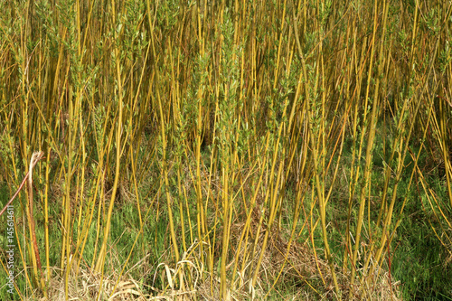 Plantation energy of willow (salix) plants grown by spring sunrise